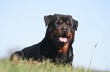 ROTTWEILER 590